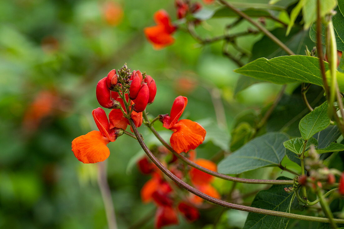 Detail einer herrlichen roten und orangefarbenen Blume, Volcanoes National Park, Northern Province, Ruanda, Afrika