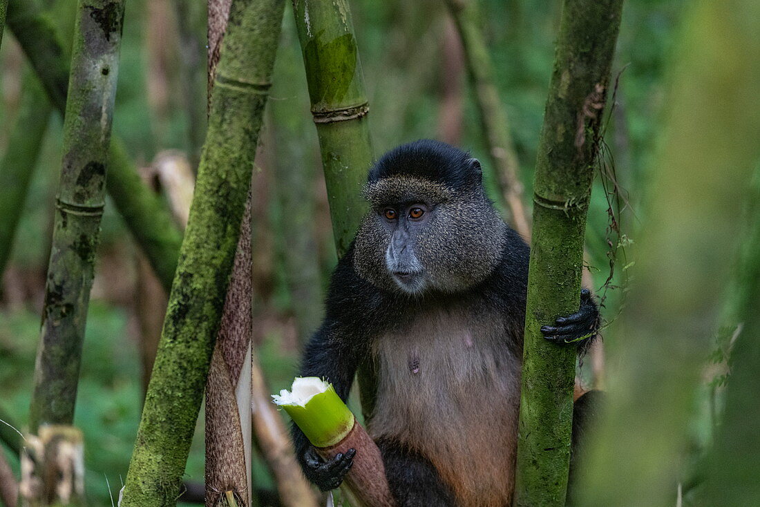 Golden Monkey (Cercopithecus kandti) seen on tree during Golden Monkey Tracking Excursion, Volcanoes National Park, Northern Province, Rwanda, Africa