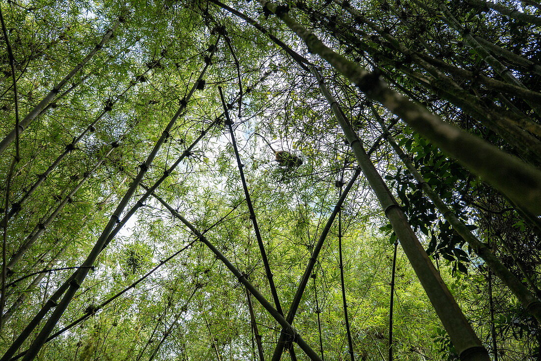 Bamboo in the jungle during Golden Monkey Tracking excursion, Volcanoes National Park, Northern Province, Rwanda, Africa