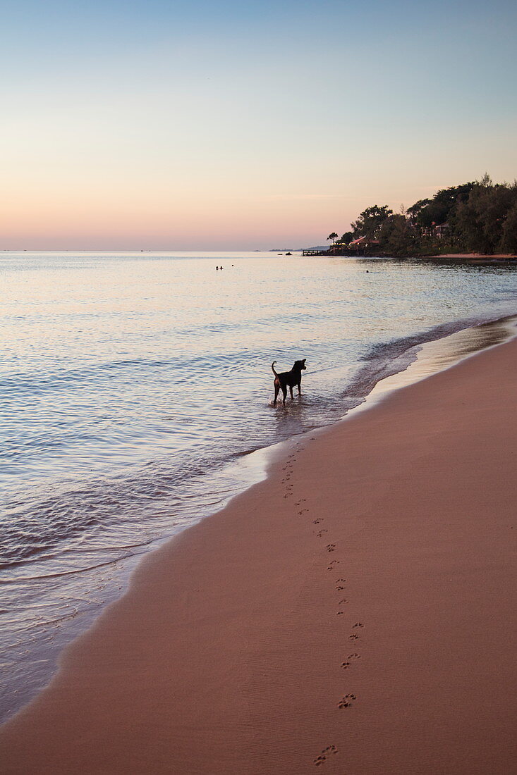Hund am Wasser und Pfotenabdrücke im Sand am Ong Lang Beach bei Sonnenuntergang, Ong Lang, Insel Phu Quoc, Kien Giang, Vietnam, Asien