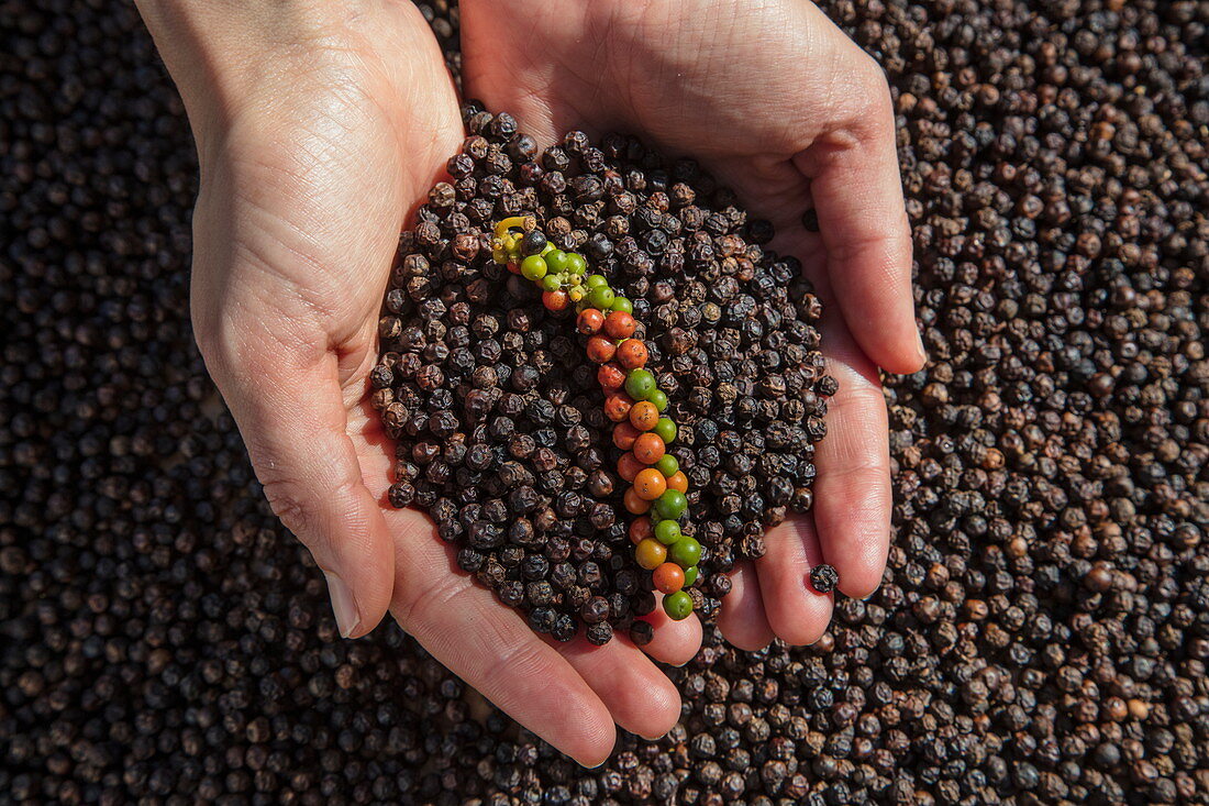 Frauenhände halten frische und getrocknete Pfefferkörner von der Thuan Dong Pepper Farm, Cua Can, Insel Phu Quoc, Kien Giang, Vietnam, Asien