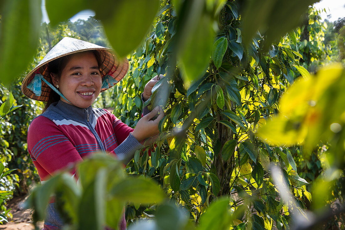 Happy woman harvests peppercorns at the Thuan Dong Pepper Farm, Cua Can, Phu Quoc Island, Kien Giang, Vietnam, Asia