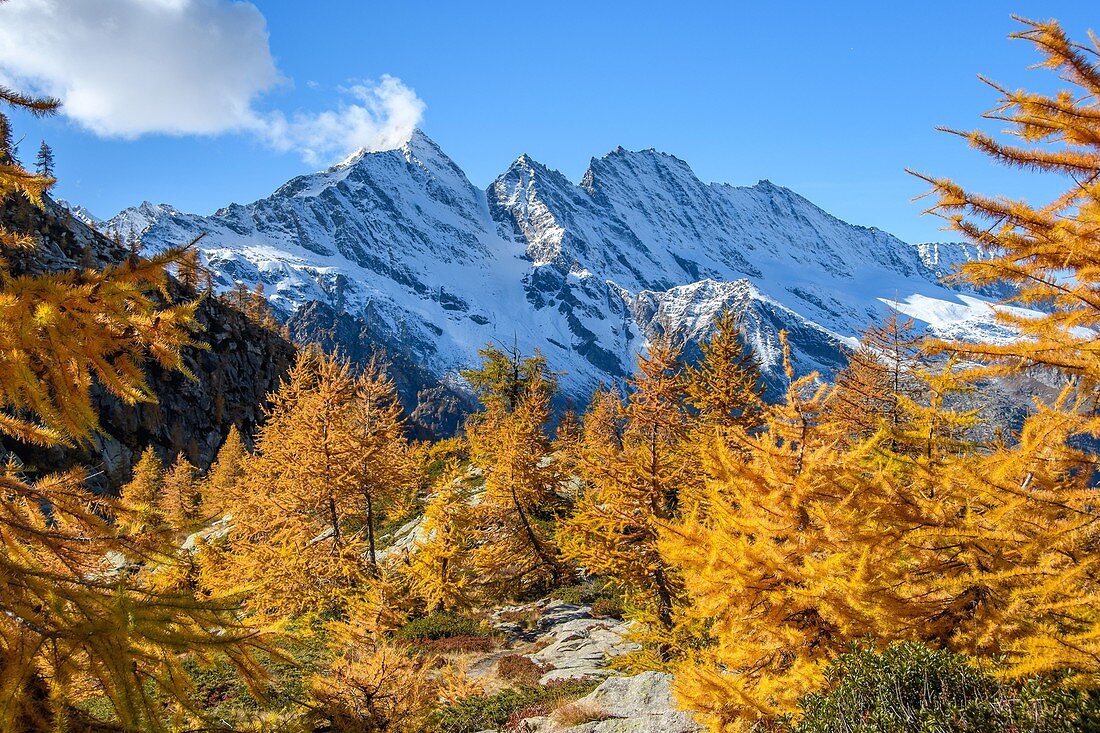 Bellagarda Seezone im Herbst mit Levanne im Hintergrund (Orco-Tal, Nationalpark Gran Paradiso, Piemont, Italien, italienische Alpen)