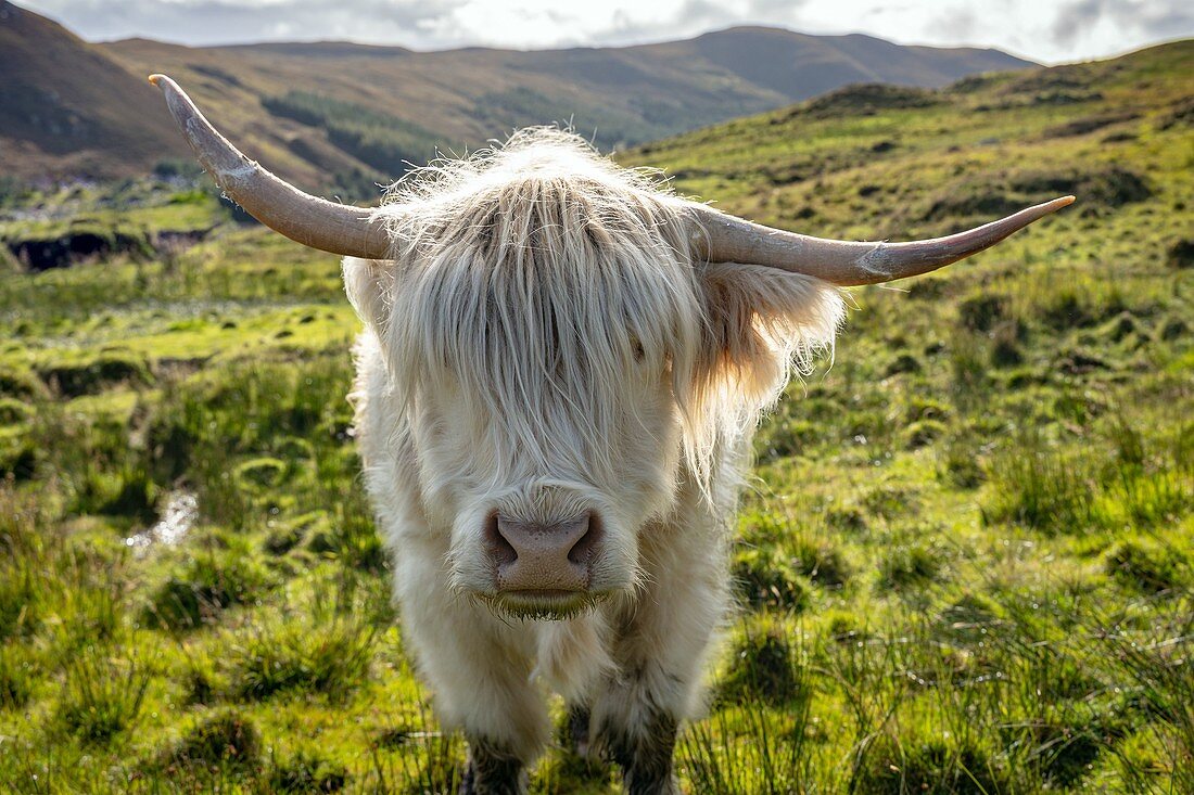 Europe, United Kingdom, Scotland, Isle of Skye: white cow