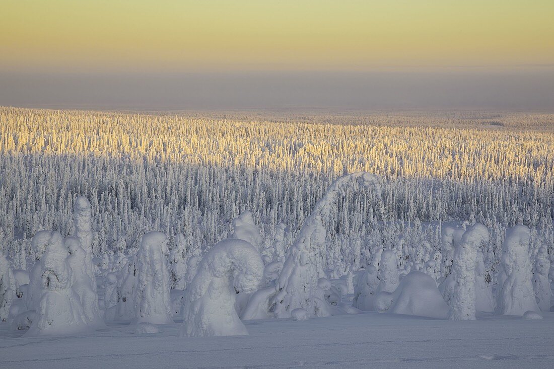 Gefrorene Bäume von Riisitunturi Hügel, Riisitunturi Nationalpark, Posio, Lappland, Finnland, Europa.