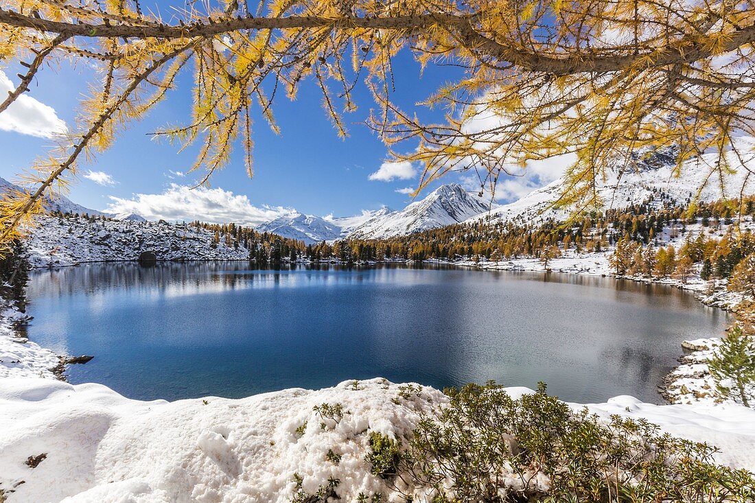 Lago Viola framed by larch trees and snow in autumn, Val di Campo, Poschiavo, canton of Graubunden, Switzerland