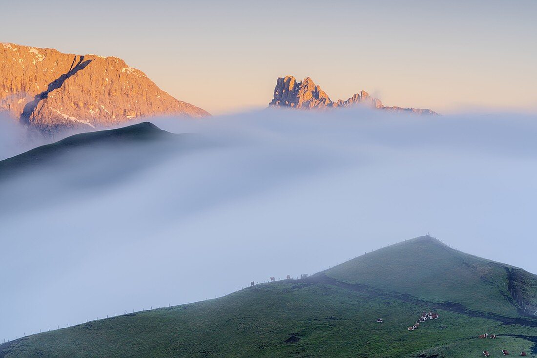 Nebel über Kühen, die zu Füßen von Cime di Terrarossa, Molignon und Palacia im Morgengrauen, Seiser Alm, Dolomiten, Südtirol, Italien weiden lassen