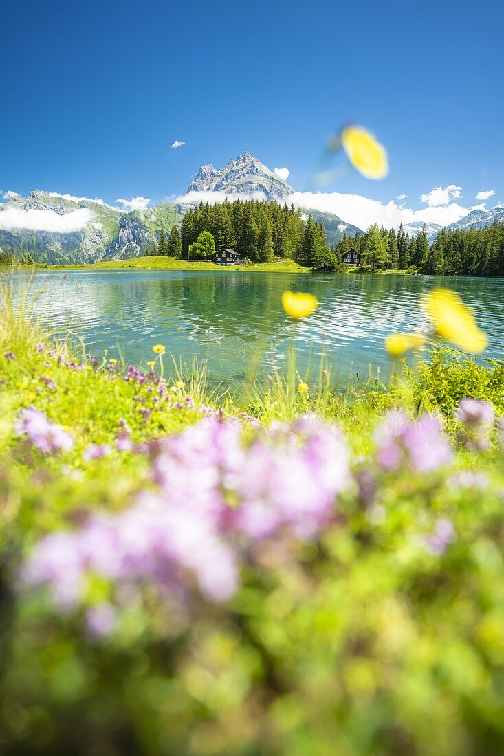 Colorful flowers in bloom on shores of Lake Arnisee in summer, Canton Uri, Switzerland