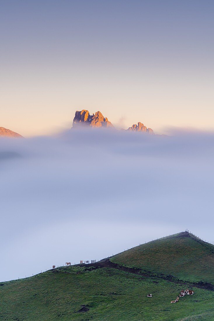 Cows in green meadows at feet of Cime di Terrarossa emerging from fog, aerial view, Seiser Alm, Dolomites, South Tyrol, Italy