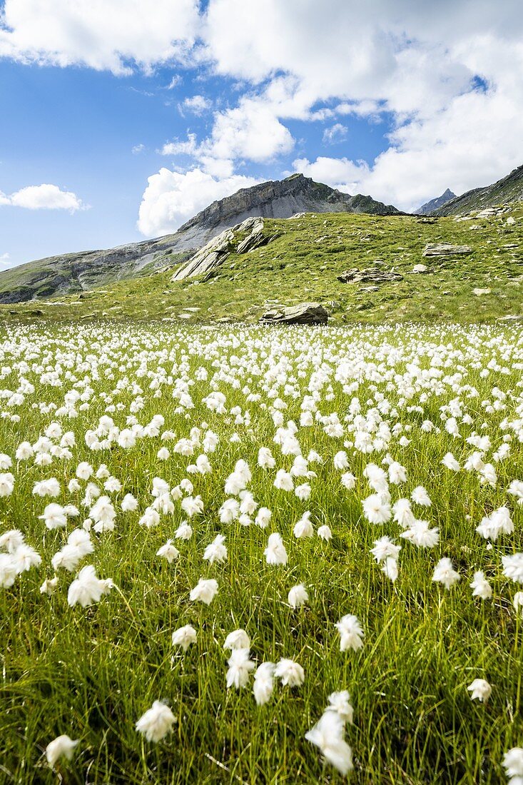 Sommerblüte von Wollgras in den grünen Wiesen von Pian dei Cavalli, Vallespluga, Valchiavenna, Valtellina, Lombardei, Italien