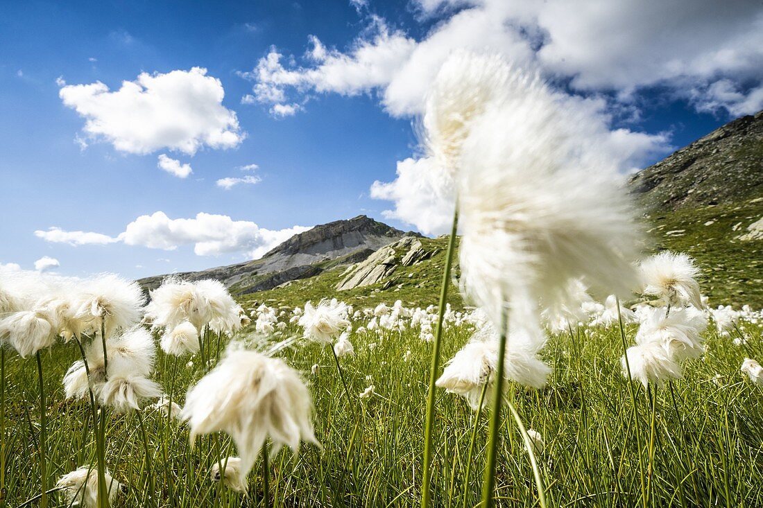 Weißer Kopf des Baumwollgrases in der Blüte bewegt durch Wind, Pian dei Cavalli, Vallespluga, Valchiavenna, Valtellina, Lombardei, Italien