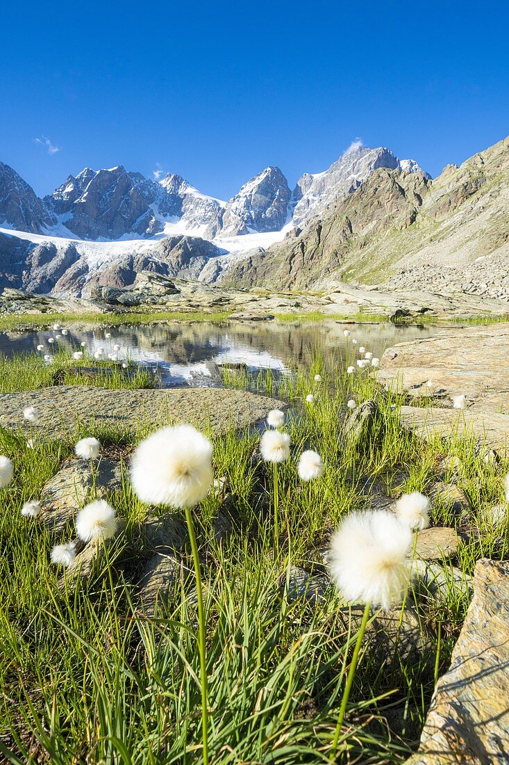 Cotton grass in bloom on shores of Forbici lake, Valmalenco, Valtellina, Sondrio province, Lombardy, Italy