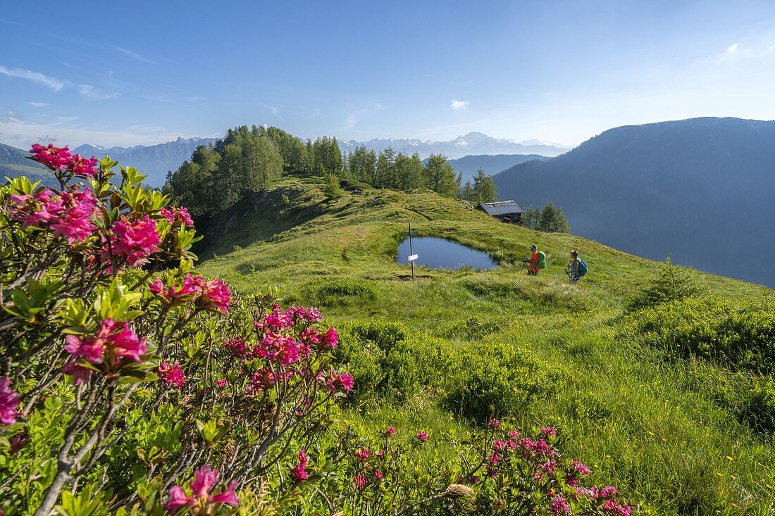 Wanderer, die in grünen Wiesen in Richtung des von Rhododendren, Orobie-Alpen, Valgerola, Valtellina, Lombardei, Italien, eingerahmten Pinch-Teichs gehen