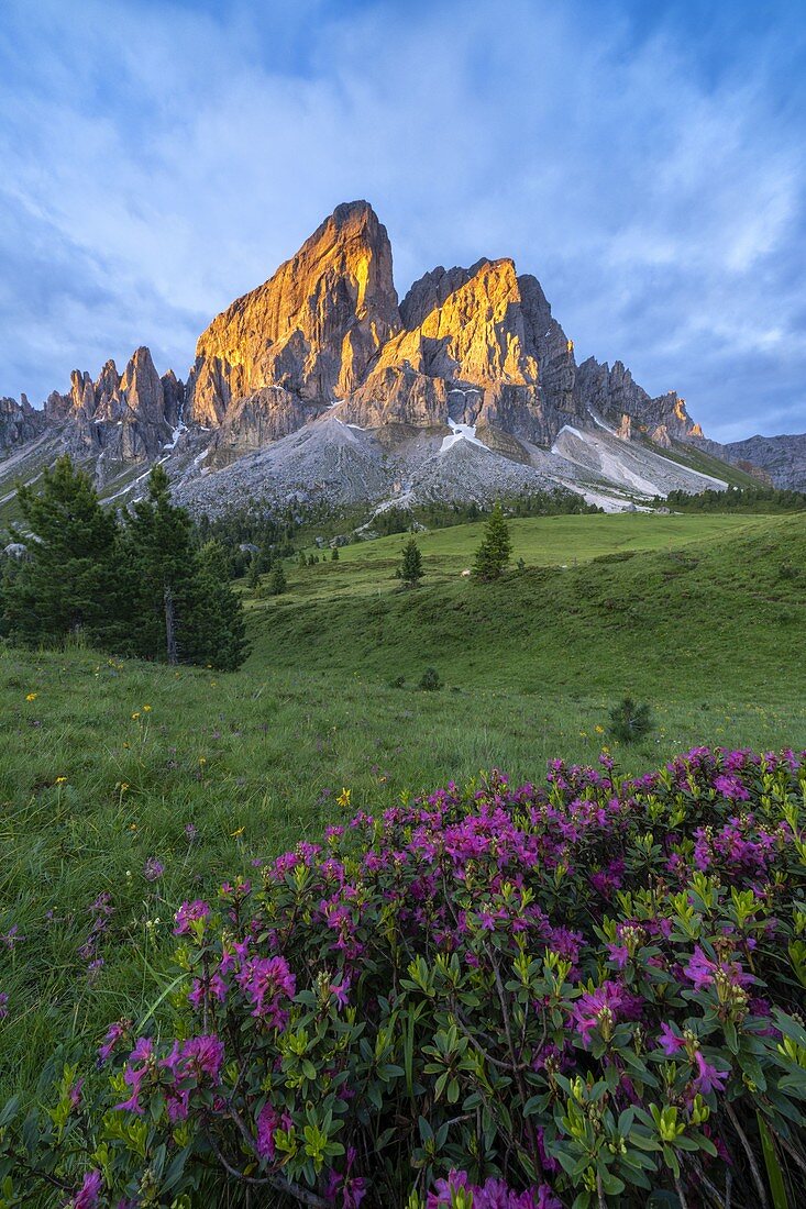 Peak of Sass De Putia (Peitlerkofel) and rhododendrons lit by sunrise, Passo Delle Erbe, Dolomites, Bolzano, South Tyrol, Italy