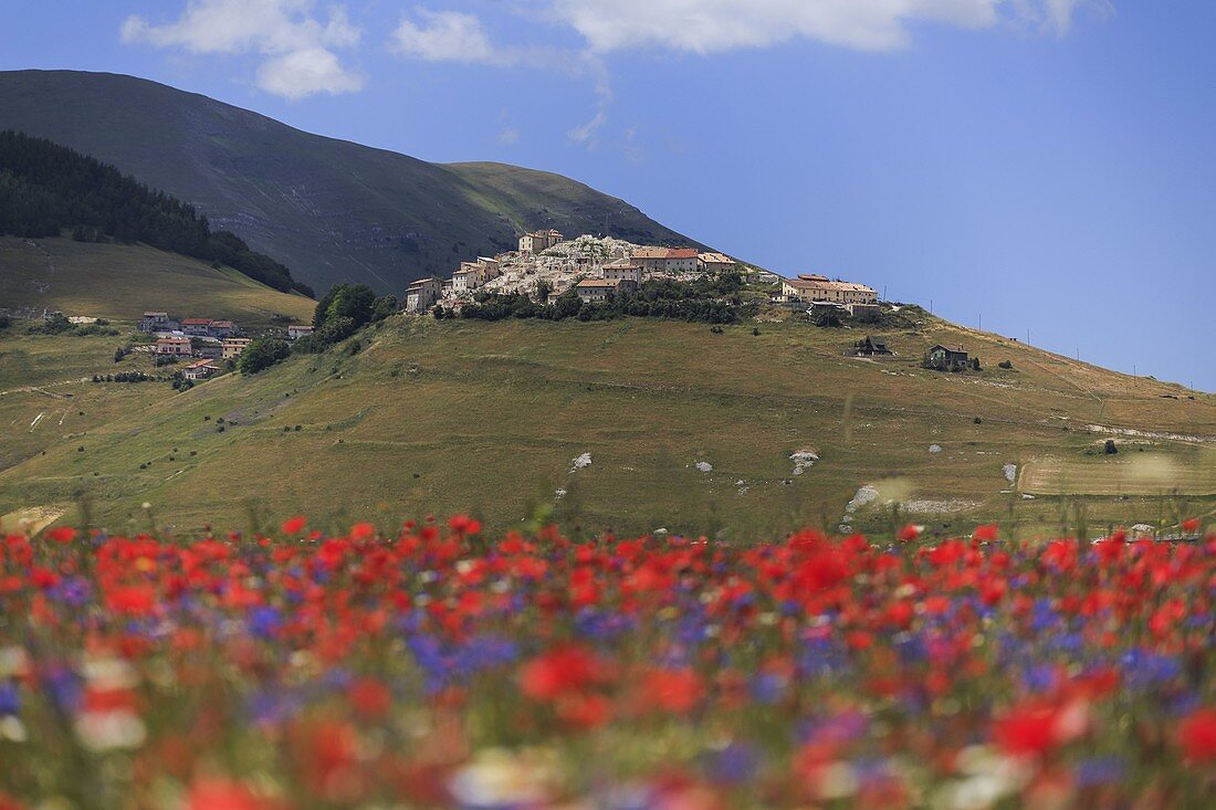Castelluccio di Norcia während der Linsenblüte, Umbrien, Italien, Südeuropa