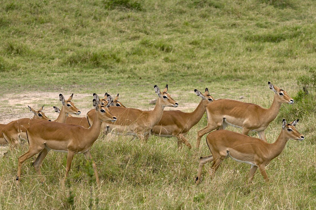 Impala (Aepyceros melampus), Masai Mara National Reserve, Kenia.