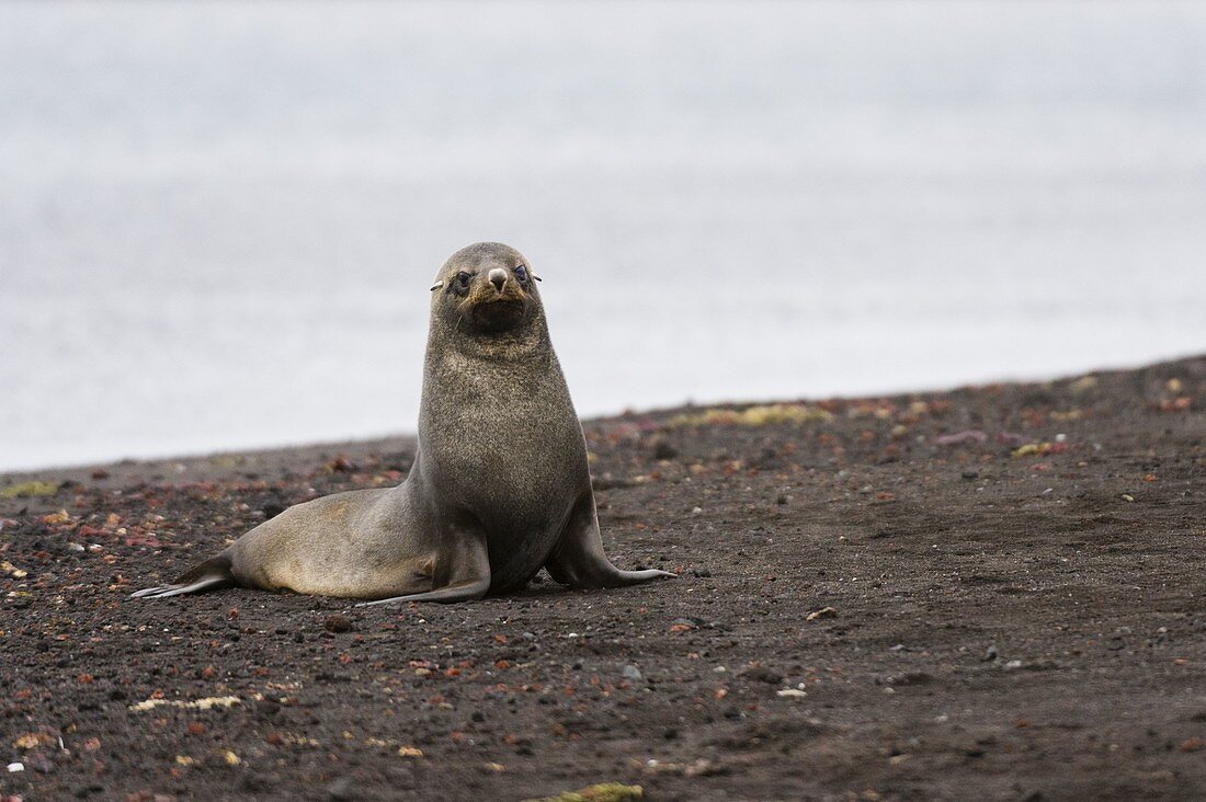 Antarktische Pelzrobbe (Arctocephalus gazella), Deception Island, Antarktis.