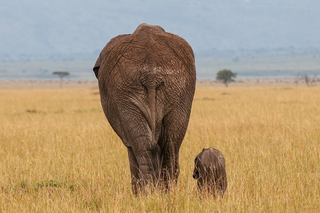Afrikanischer Elefant und Kalb (Loxodonta africana), Masai Mara National Reserve, Kenia.