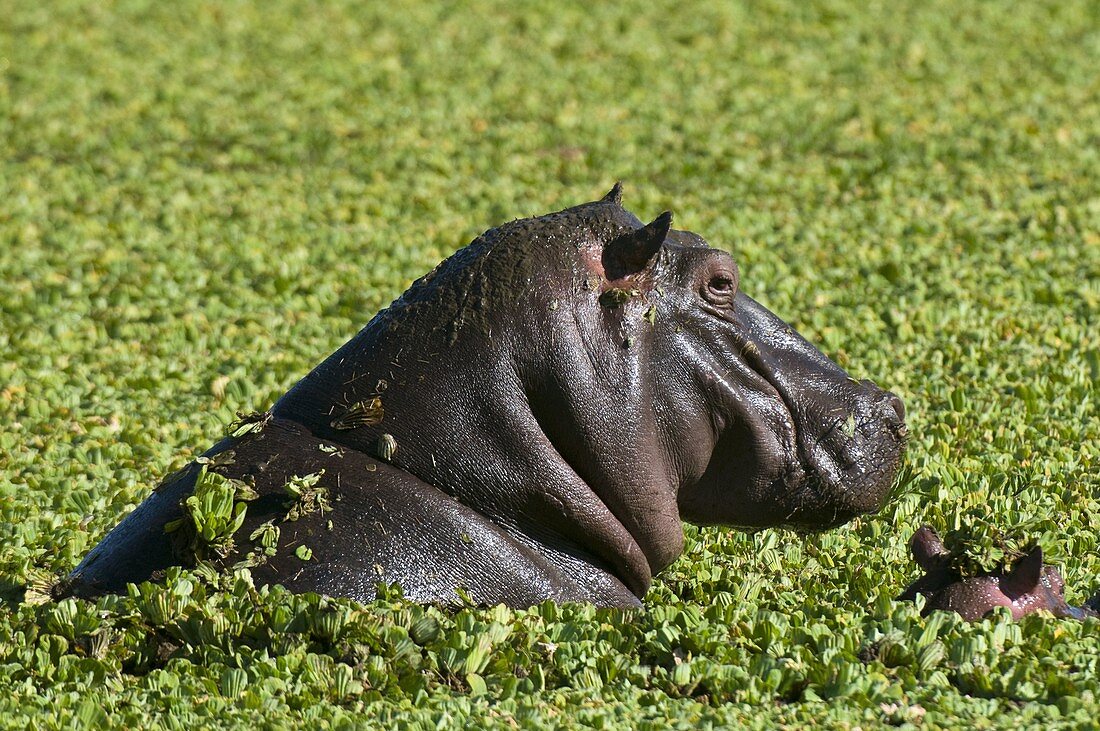 Nilpferde für Erwachsene und Babys (Hippopotamus amphibius), Masai Mara National Reserve, Kenia.