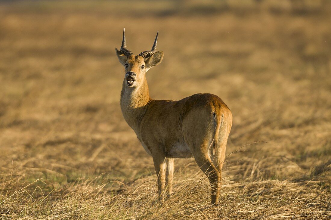 Puku (Kobus Vardonii), Busanga-Ebene, Kafue-Nationalpark, Sambia.