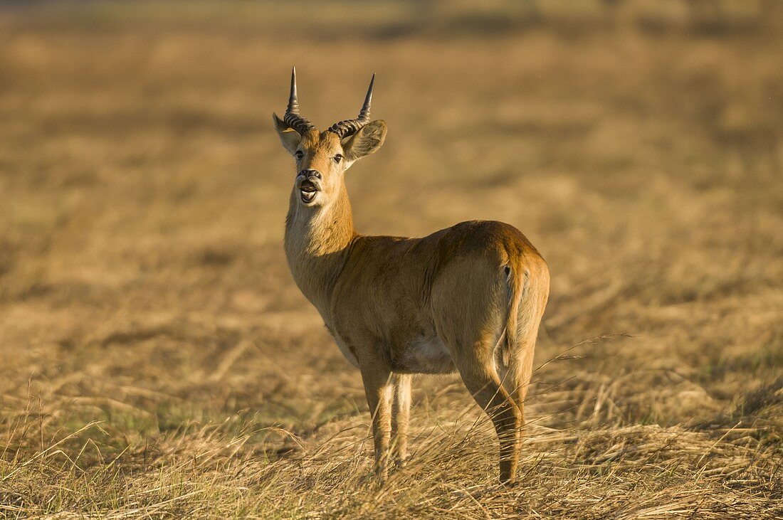 Puku (Kobus Vardonii), Busanga Plains, Kafue National Park, Zambia.
