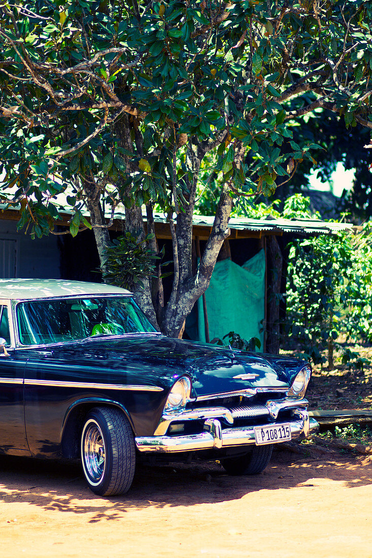 Classic black car under a tree in Viñales Valley, Cuba
