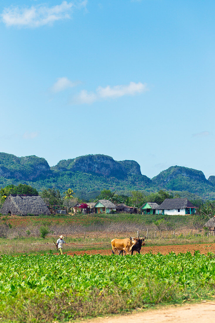 Landwirt und Kuh, die in einem Feld im Vinales-Tal, Kuba arbeiten