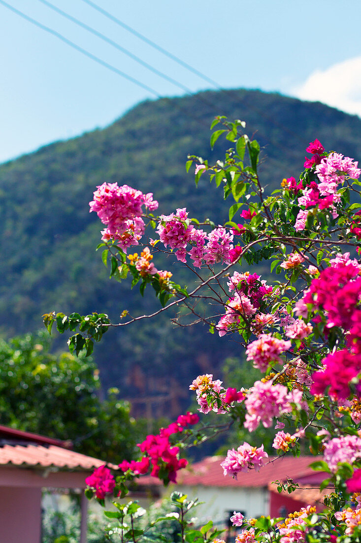 Detail, rosa Blüten, Bougainvillea in Vinales, Kuba