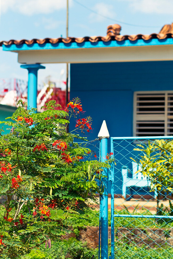 Detail eines blauen Hauses und rote Blumen in Vinales, Kuba