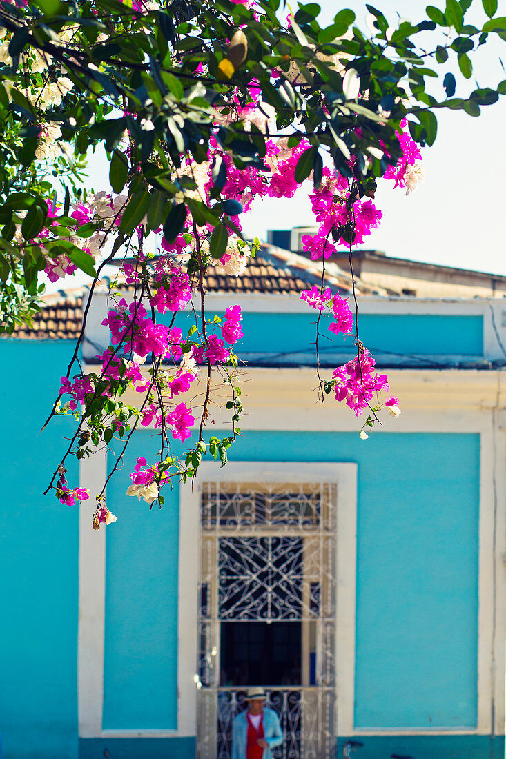 Pink flowers in front of a blue house in Trinidad, Cuba