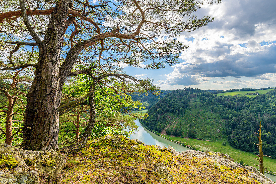 Donaublick nahe der Schlögener Schlinge, Oberösterreich, Österreich