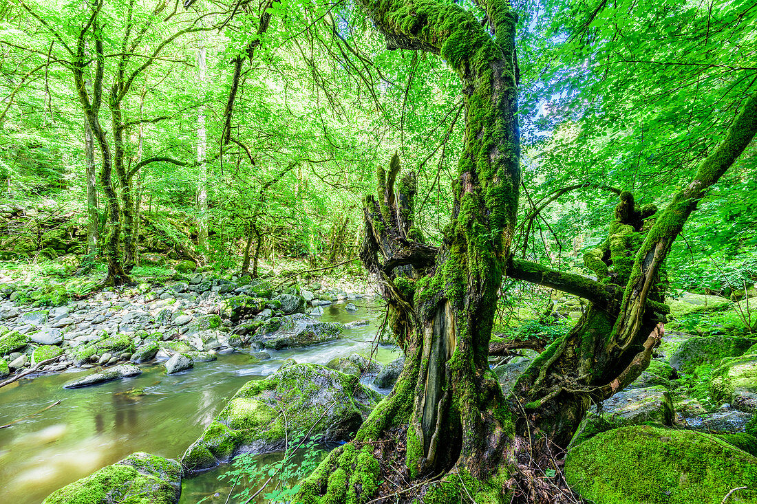 Große Mühl, Mühlviertel, Oberösterreich, Österreich