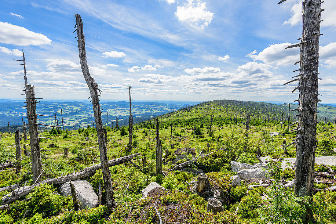 Dead trees in the Bohemian Forest, Oberes Mühlviertel, Upper Austria, Austria