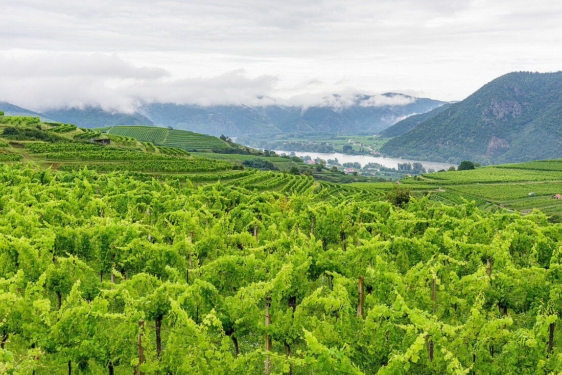 Weingärten in der Wachau, Niederösterreich, Österreich