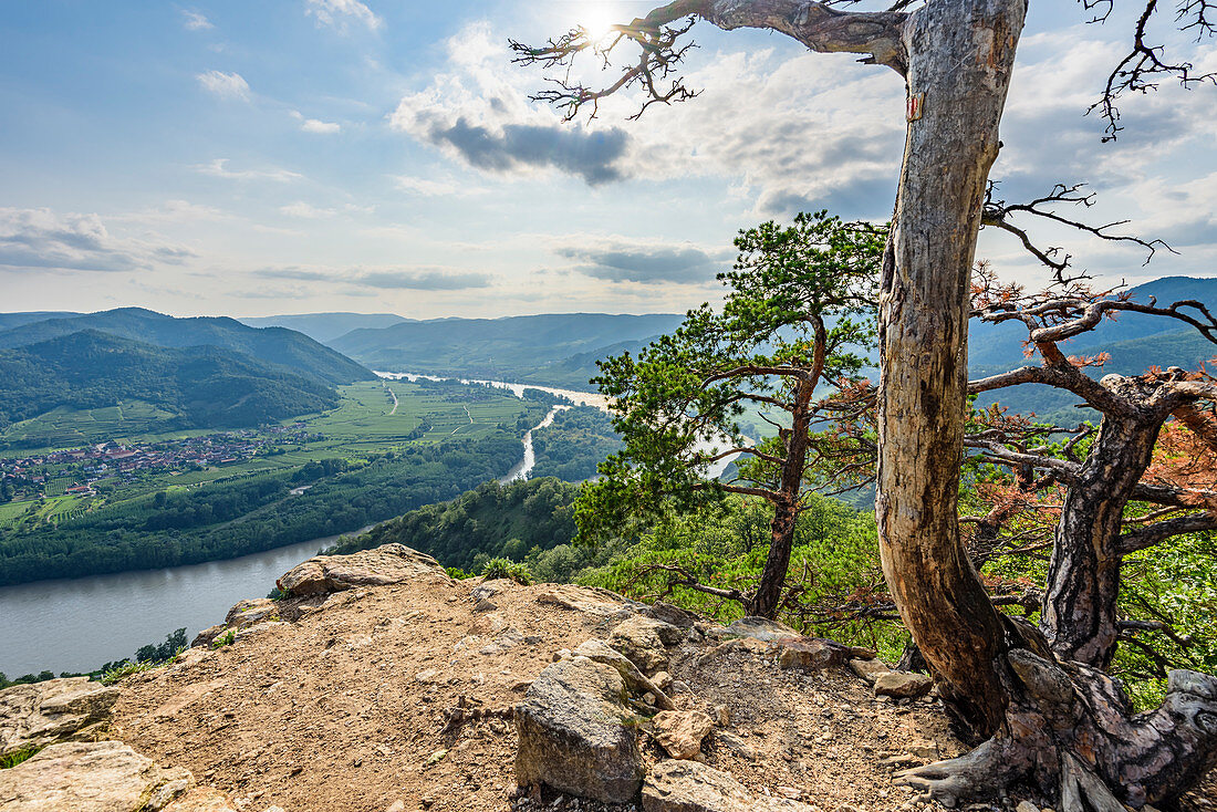 Blick von der  Dürnsteiner Kanzel auf das Donautal, Wachau, Niederösterreich, Österreich