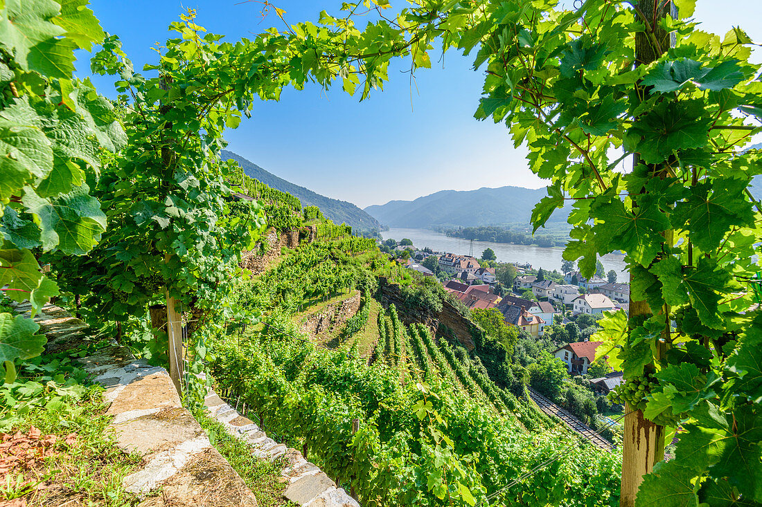 Weingärten am Tausendeimerberg bei Spitz an der Donau mit Blick auf das Donautal, Wachau, Niederösterreich, Österreich