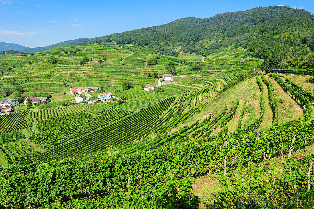 Weingärten bei Spitz an der Donau, Wachau, Niederösterreich, Österreich