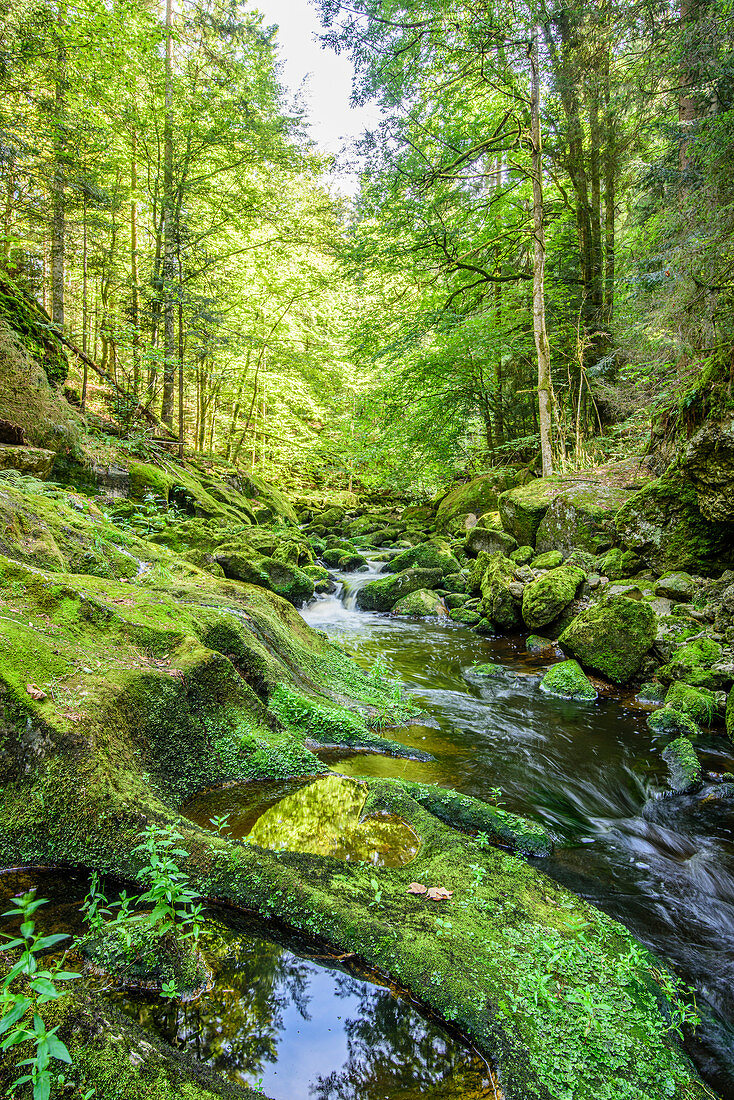 Wildbachklamm Buchberger Leite in the Bavarian Forest, Lower Bavaria, Bavaria, Germany