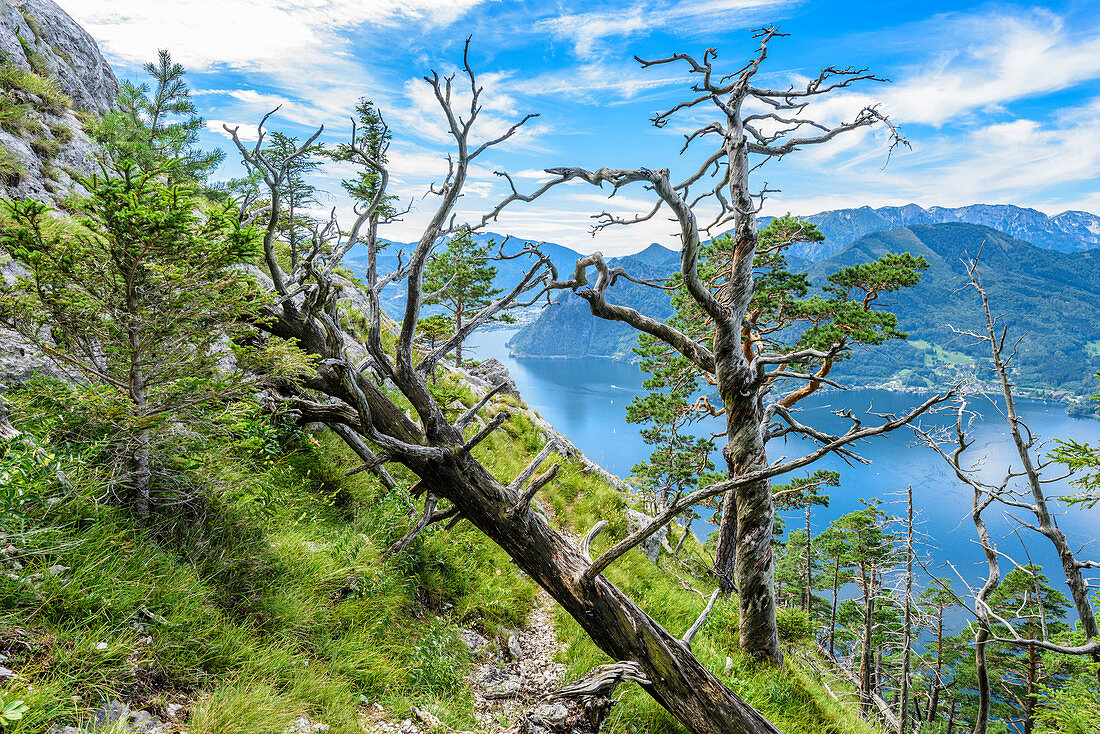 Kiefern und abgestorbene Bäume am Traunstein und Blick auf den Traunsee im Salzkammergut, Oberösterreich, Österreich