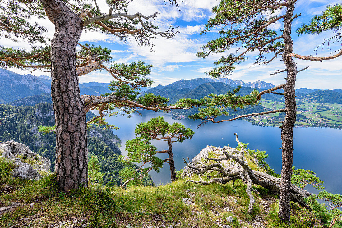 Kiefern am Traunstein und Blick auf den Traunsee im Salzkammergut, Oberösterreich, Österreich