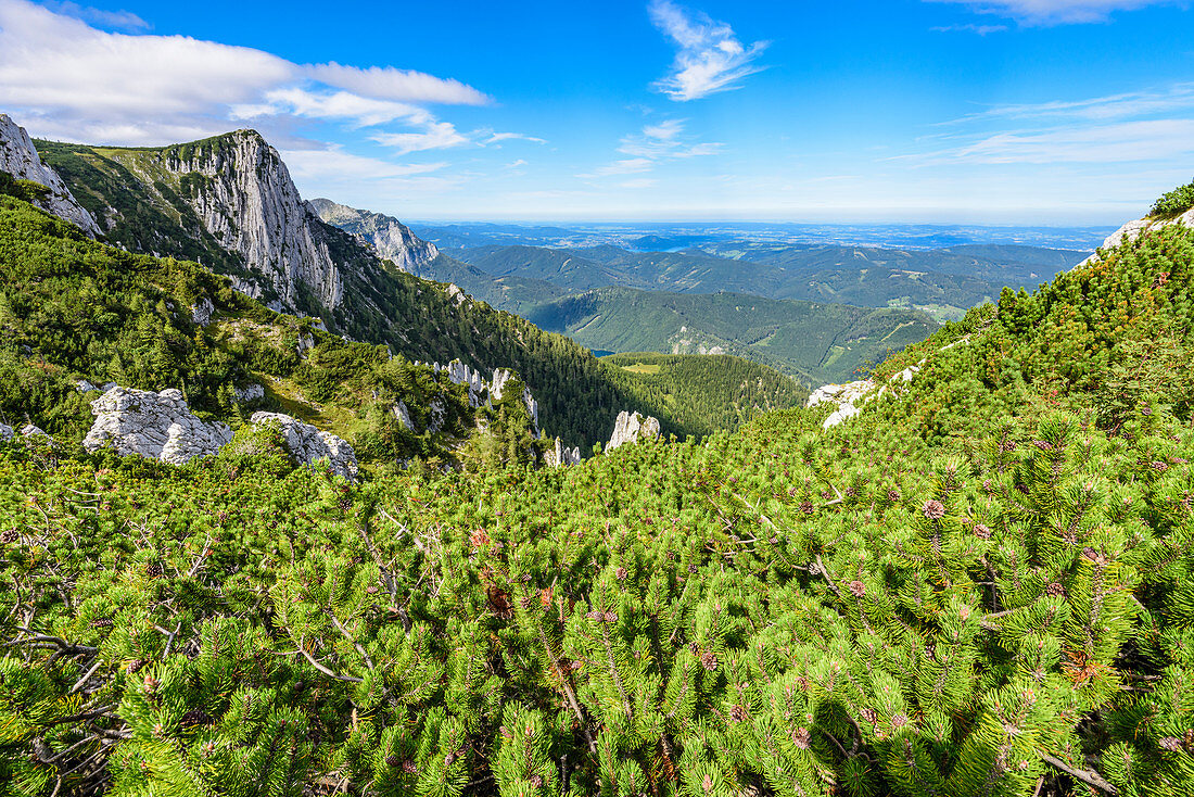 Mountain pines in the Höllengebirge and view of the Alberfeldkogel in the Salzkammergut, Austria