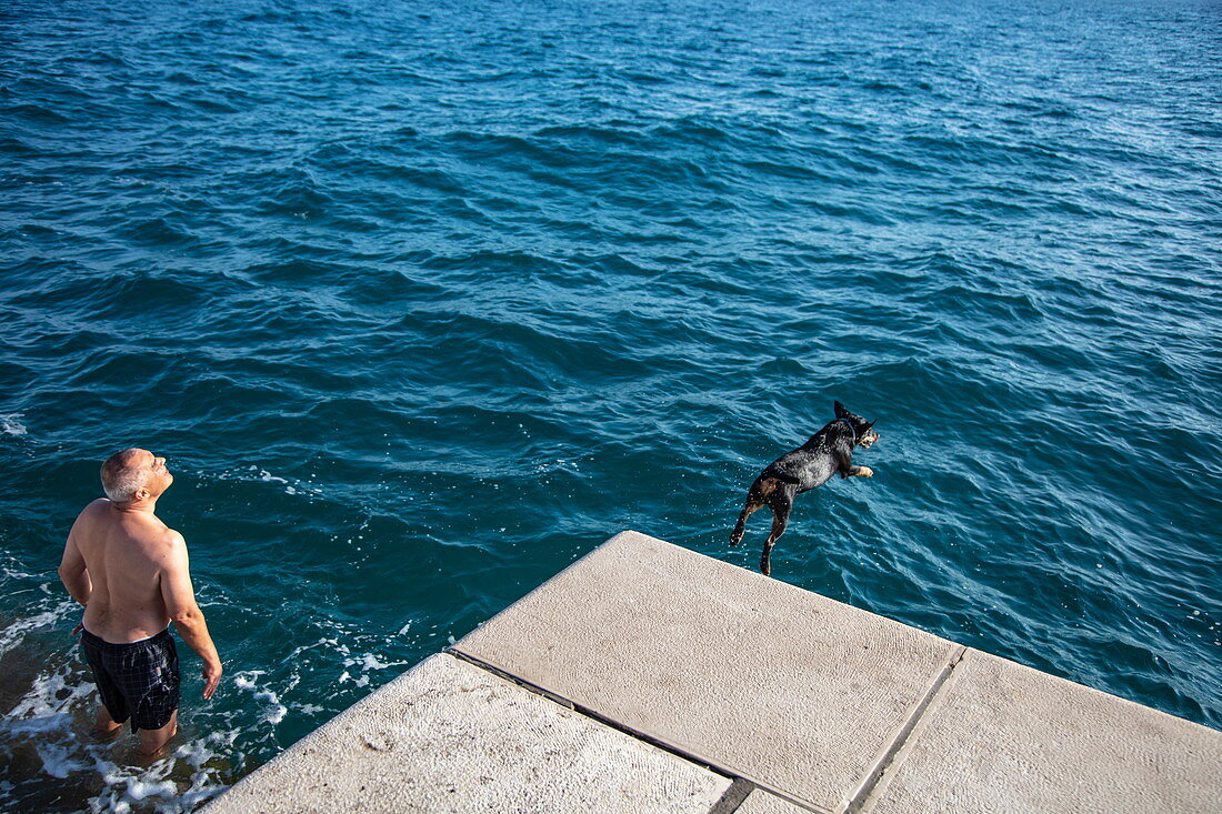 Dog jumps into the water from the beach promenade, Zadar, Zadar, Croatia, Europe