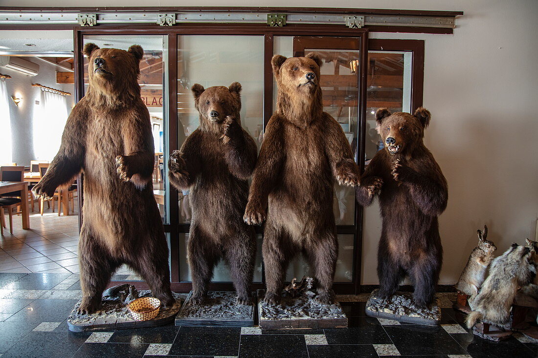 Stuffed bears are on display in the Macola restaurant, Korenika, Lika-Senj, Croatia, Europe