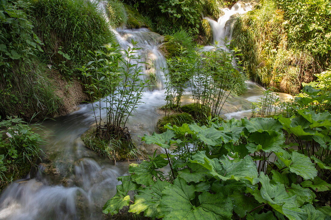 Wasserpflanzen in einem Pool mit Wasserfällen dahinter, Nationalpark Plitvicer Seen, Lika-Senj, Kroatien, Europa