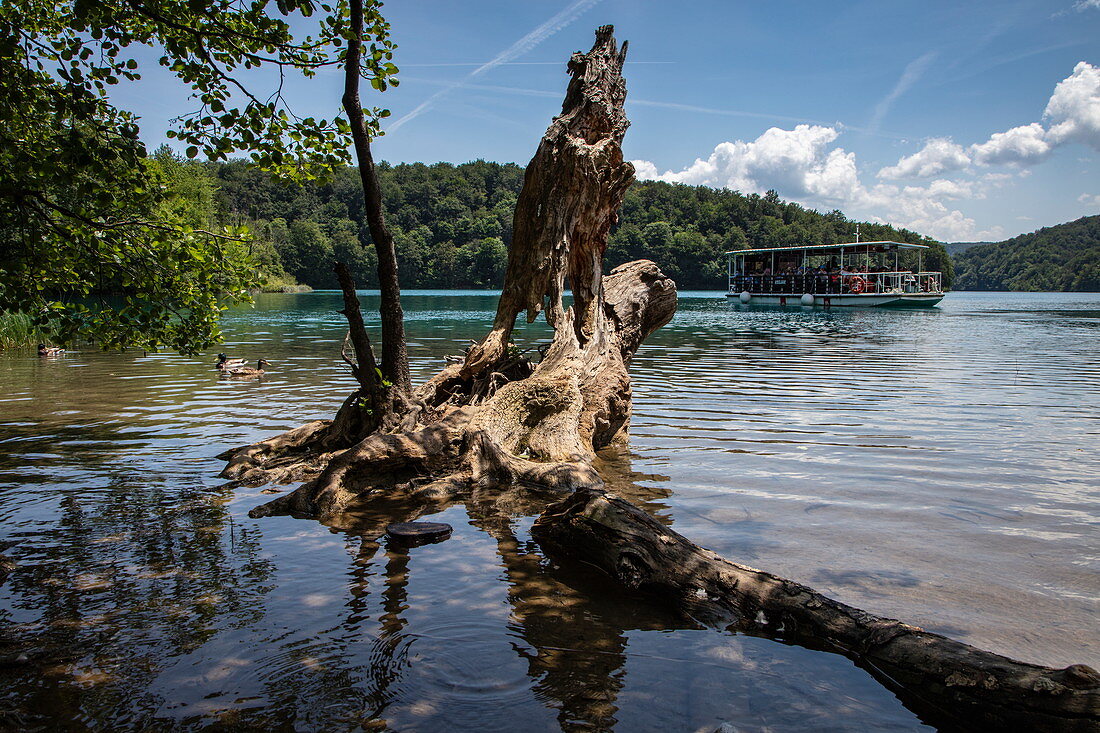 Baumstamm im Wasser und Ausflugsboot mit Touristen, Plitvicer Seen-Nationalpark, Lika-Senj, Kroatien, Europa