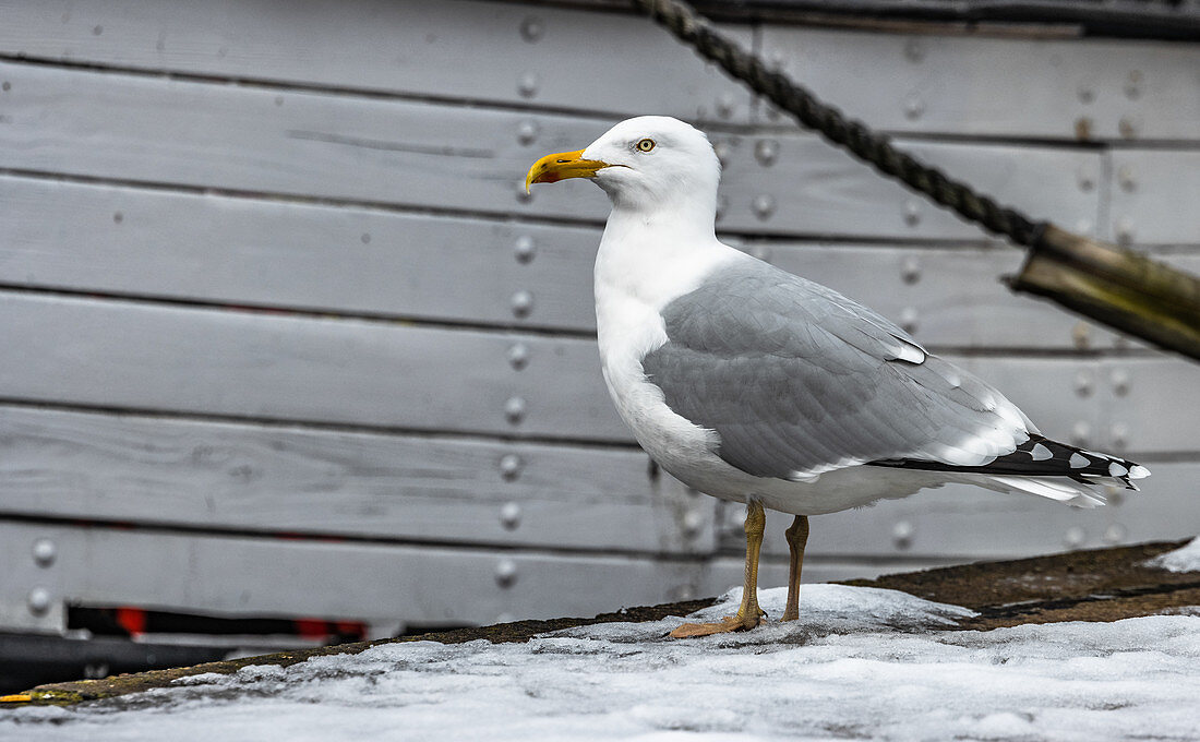 Möwe im Alten Hafen von Wismar, Deutschland