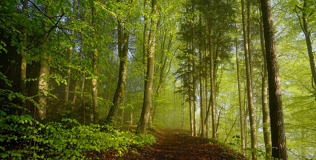 Sonniger Morgen in einem Buchenwald im Frühling südlich von München, Oberbayern, Bayern, Deutschland, Europa