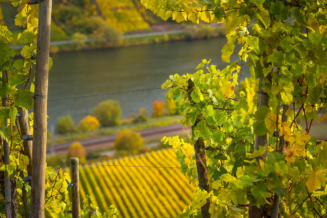 Blick durch herbstliches Weinlaub auf die Mosel, Winningen, Moseltal, Rheinland-Pfalz, Deutschland, Europa