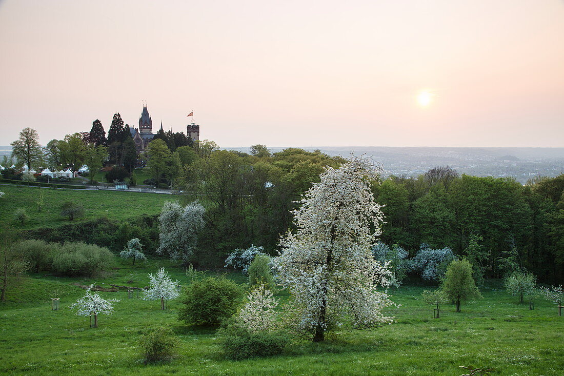 Blühende Apfelbäume auf üppiger Frühlingswiese mit Schloss Drachenburg bei Sonnenuntergang, Königswinter, Nordrhein-Westfalen, Deutschland, Europa