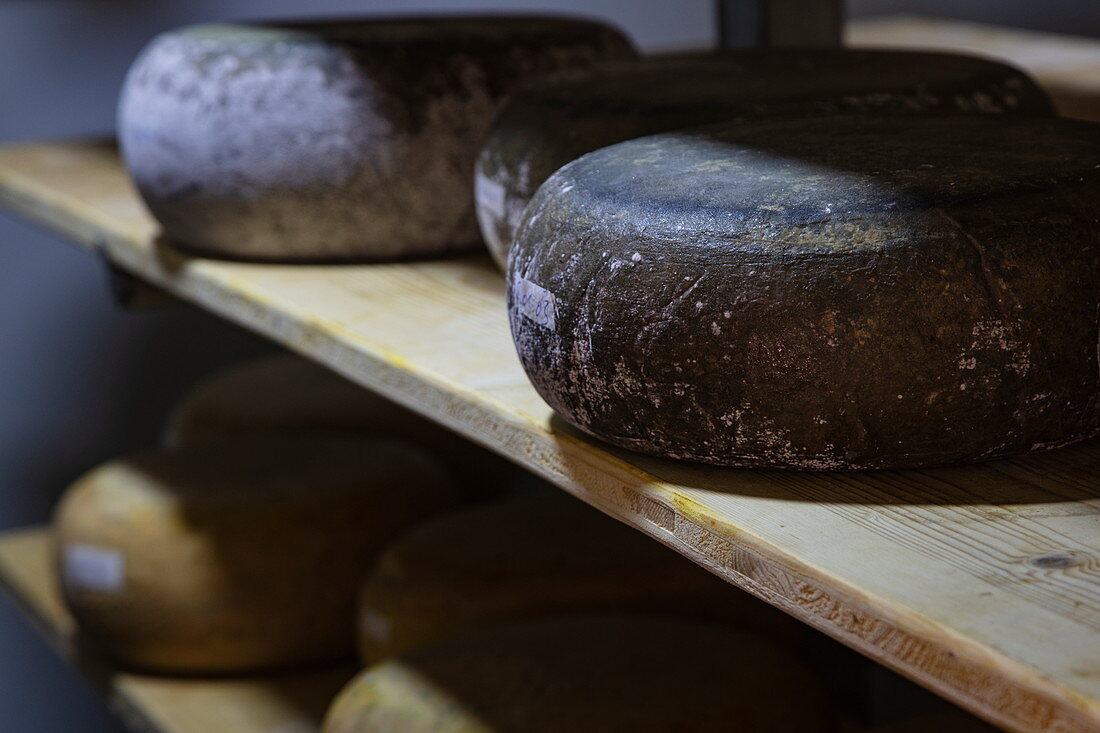 Goat cheese ripens on the organic farm Der Berghof, Schöllkrippen, Kahlgrund, Spessart-Mainland, Franconia, Bavaria, Germany, Europe